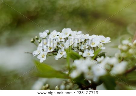 Soft Focused Close Up Picture Of White Spirea, Bush Of Thunbergii Or Thunbergii Meadowsweet. Beautif