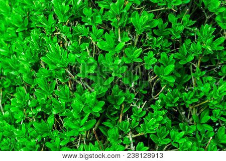 Green Hedge Or Green Leaves Wall On Isolated
