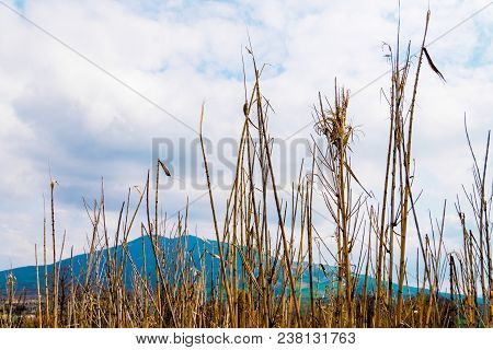 Dry Grass Against The Sky, Abnormal Drought, Global Warming. Texture Of Dried Grass Against Sky