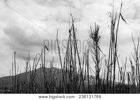 Dry Grass Against The Sky, Abnormal Drought, Global Warming. Texture Of Dried Grass Against Sky