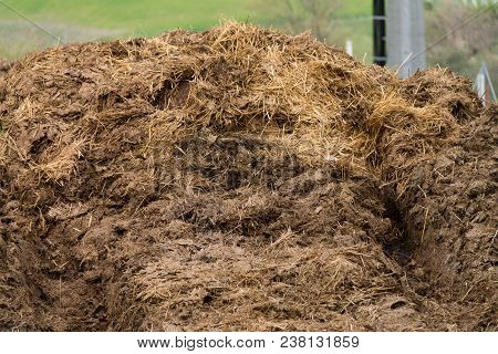 Cow Excrements, Large Pile Of Excrement, Cow Pus, Fertilizers For Land