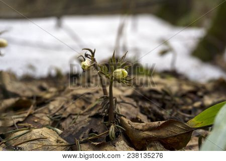 Unopened Buds Of Snowdrops Anemone Uralensis (