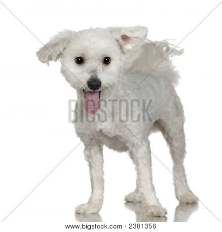 Мальтийский Собаки (1 год)