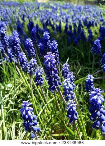 Field Of Wild Hyacinth Blossoms Close Up