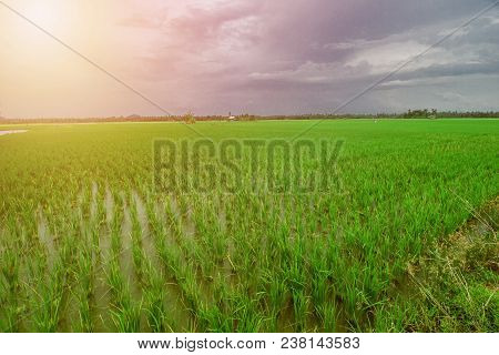Beautiful Rice Field, Beautiful Paddy Field, South Borneo, Indonesia
