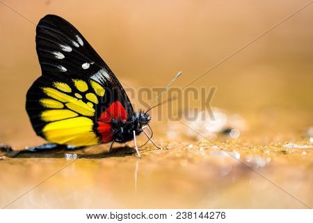 Close Up Of Intermediate Maplet (chersonesia Intermedia Rahrioides) Butterfly In Nature.
