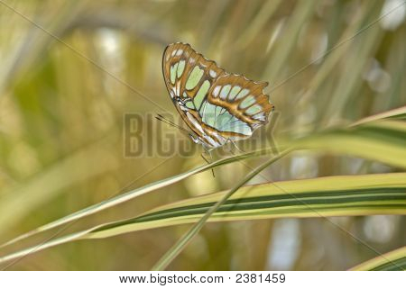 나비-말라 카이트 (Siproeta Stelenes)