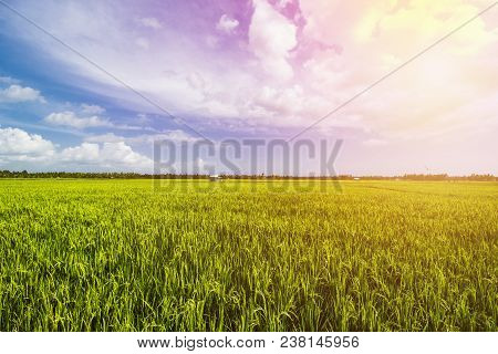 Beautiful Rice Field, Beautiful Paddy Field, South Borneo, Indonesia