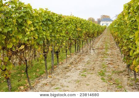 Hochheim, Rheingau, Saksa