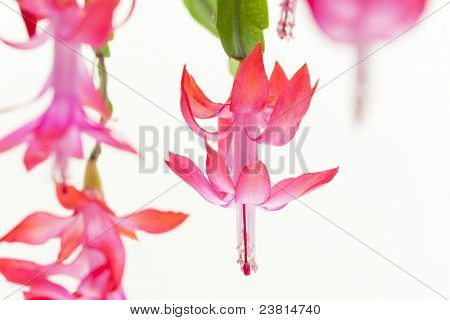 圣诞仙人掌的细节