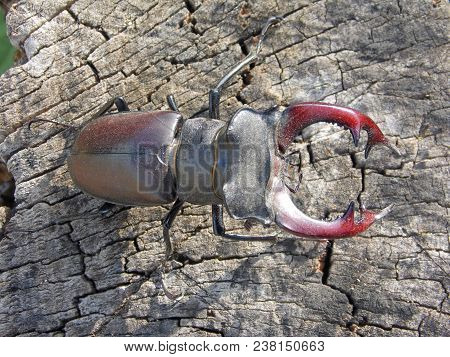 Beetle Deer Isolated Close-up In Nature Habitat.
