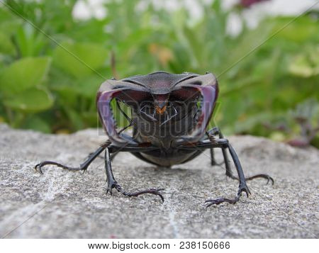 Beetle Deer Isolated Close-up In Nature Habitat.