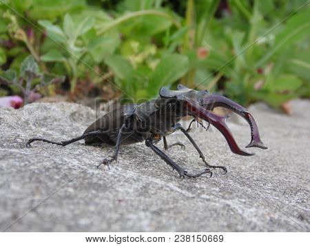 Beetle Deer Isolated Close-up In Nature Habitat.