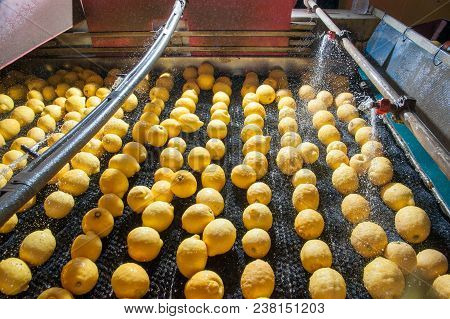 The Working Of Lemons