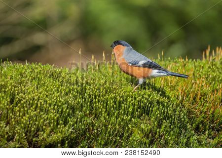 Eurasian Bullfinch, Pyrrhula Pyrrhula Standing In The Moss