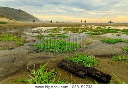 Puddles And Drift Wood In The Grass In The Sand On A Beach On A Foggy Afternoon In Stinson Beach, Ca