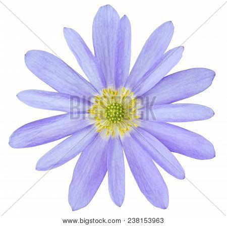 Lovely Anemone (daisy, Windröschen) Isolated On White Background, Including Clipping Path. Germany