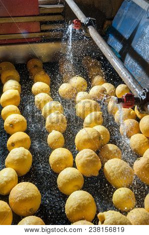 The Working Of Lemons