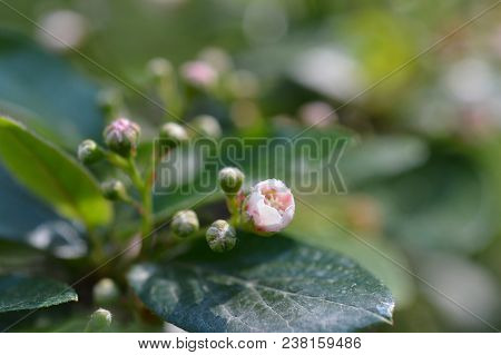 Close Up Of Peking Cotoneaster Pink Flower - Latin Name - Cotoneaster Acutifolius