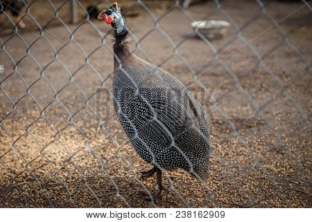 The Guinea Fowl Is Gray In An Enclosure In A Rural Yard