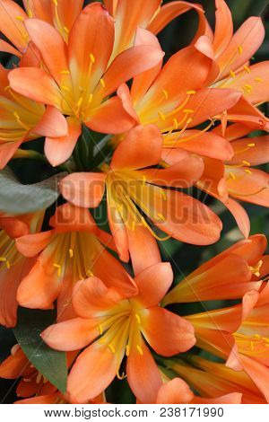 The Beautiuful Bright Orange Flowers Of Clivia Miniata Also Known As Natal Lily, Bush Lily Or Kaffir