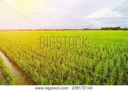 Rice Field Landscape, Paddy Field Landscape, South Borneo Indonesia