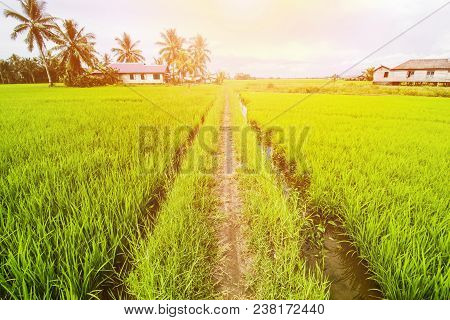 Rice Field Landscape, Paddy Field Landscape, South Borneo Indonesia