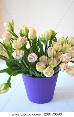 Tulip Finola Terry Early Pink And Avan Garde Gentle Yellow. Flowers In The Flowerpot