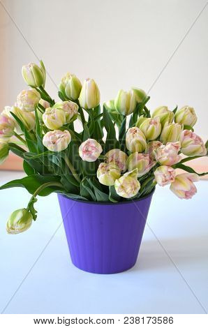Tulip Finola Terry Early Pink And Avan Garde Gentle Yellow. Flowers In The Flowerpot
