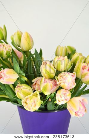 Tulip Finola Terry Early Pink And Avan Garde Gentle Yellow. Flowers In The Flowerpot