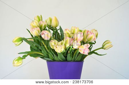Tulip Finola Terry Early Pink And Avan Garde Gentle Yellow. Flowers In The Flowerpot