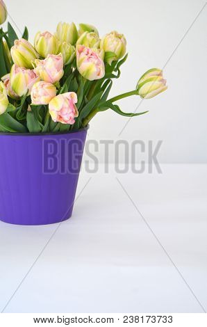 Tulip Finola Terry Early Pink And Avan Garde Gentle Yellow. Flowers In The Flowerpot