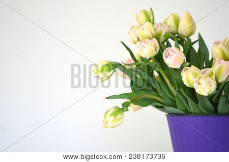 Tulip Finola Terry Early Pink And Avan Garde Gentle Yellow. Flowers In The Flowerpot