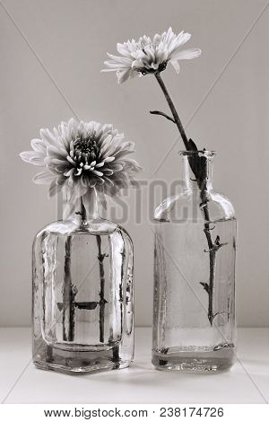 Sepia Toned Still Life With Beautiful Chrysanthemum Flowers In The Small Vintage Glass Botlles Again