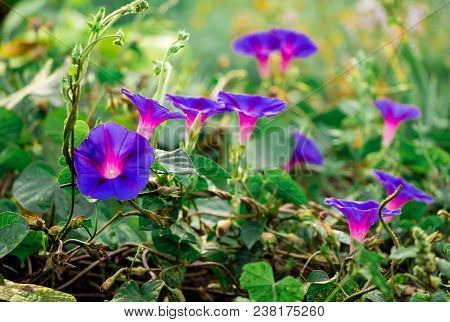 Blue Flowers Convolvulus Decorate  Decorating Garden Area
