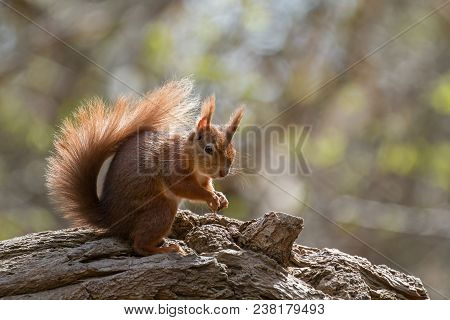 British Native Red Squirrel On Fallen Tree On Brownsea Island, Dorset.
