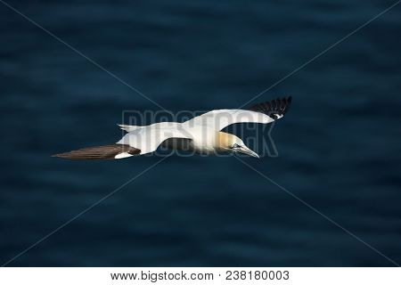 Northern Gannet (morus Bassana) In Flight Against Ocean In The Background In Noss, Shetland, Uk.