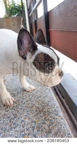 Absent-minded Dog Or  French Bulldog On The Floor
