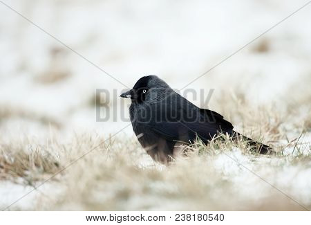 Close-up Of A Jackdaw (coloeus Monedula) In The Snow, Uk.