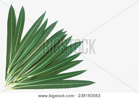 Green Leaves For Text And Background. Concept- Nature, Spring, Ecology. Copy Space.