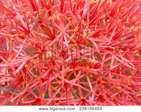 Close Up Red Blood Lily , Red Flower .beautiful.