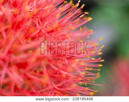 Close Up Red Blood Lily , Red Flower .beautiful.