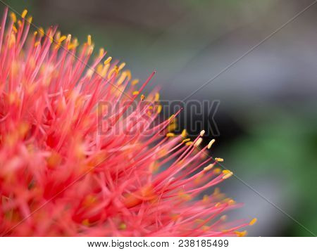Close Up Red Blood Lily , Red Flower .beautiful.