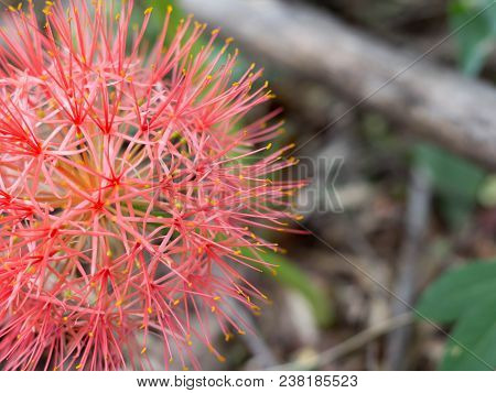 Close Up Red Blood Lily , Red Flower .beautiful.