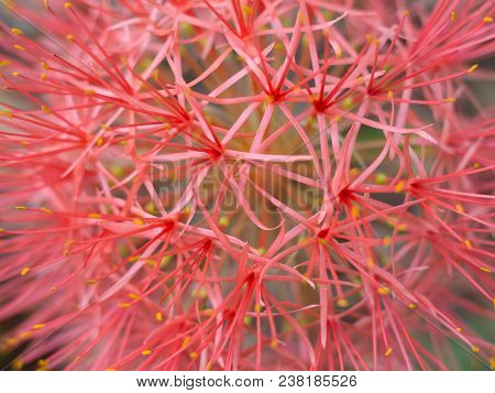 Close Up Red Blood Lily , Red Flower .beautiful.