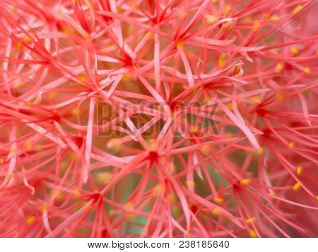 Close Up Red Blood Lily , Red Flower .beautiful.