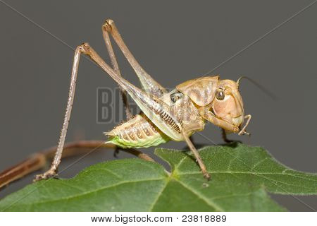 Grande bushcricket verde su rosa (Tettigonia Viridissima)
