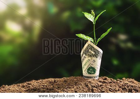 Plant Growing With Bank Note On Soil And Sunset. Concept Finane And Accounting