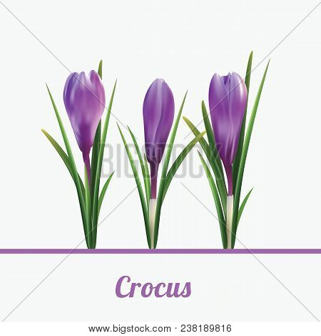 Print Crucus White Background Spring Flowers Vector
