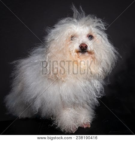 Bolognese Dog Portrait Sittng And Looking At The Camera In Grey Blackground